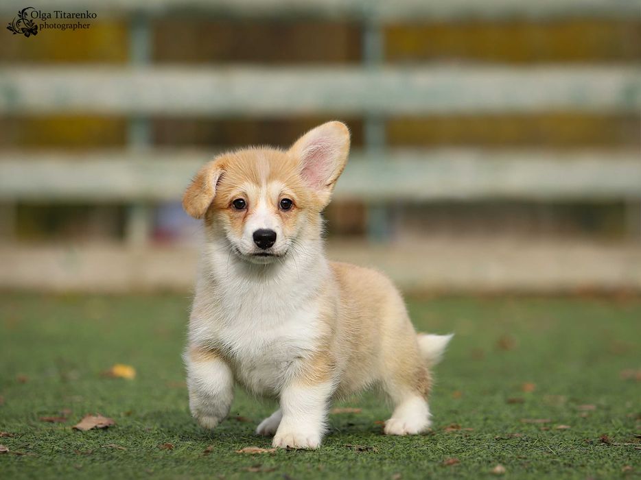 Дівчата коргі з документами