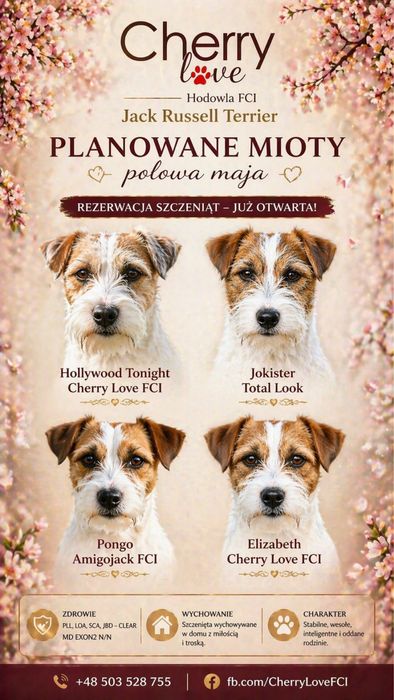Jack Russell Terrier ZKwP FCI