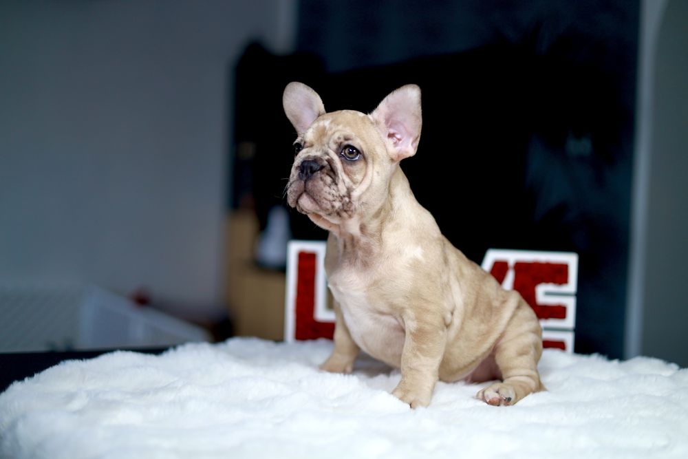 Buldog Francuski