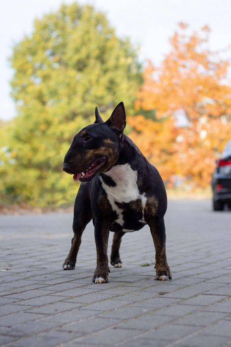 Bulterier miniaturowy