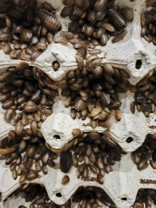 Karaczan argentyński dubia