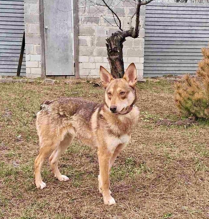 Собачка Юля в хорошие руки