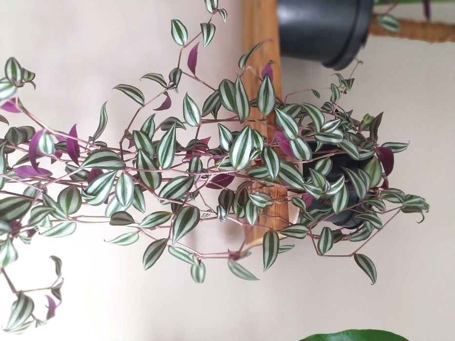 Trzykrotka roślina doniczkowa wisząca