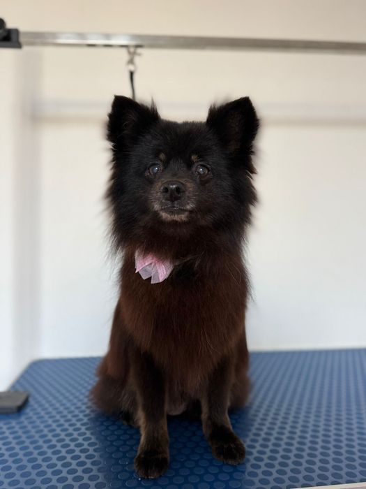 Amora - Spitz Alemão