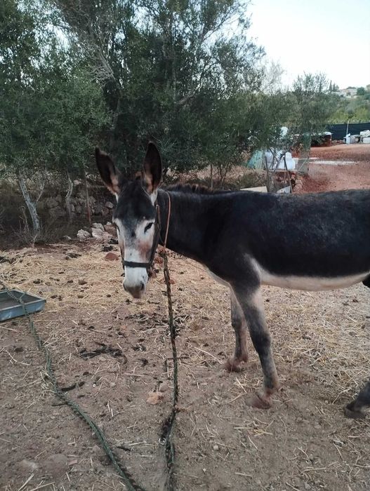 Burro muito mansinho inteiro