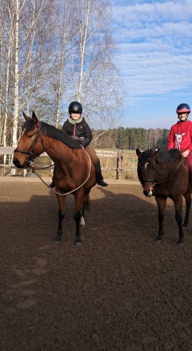 Sprzedam 5 letniego wałacha