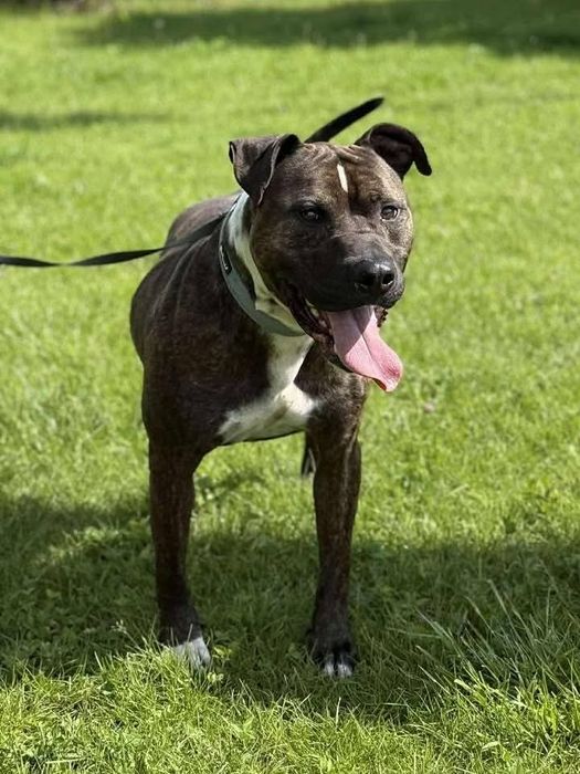 Zgrywusek szuka domu