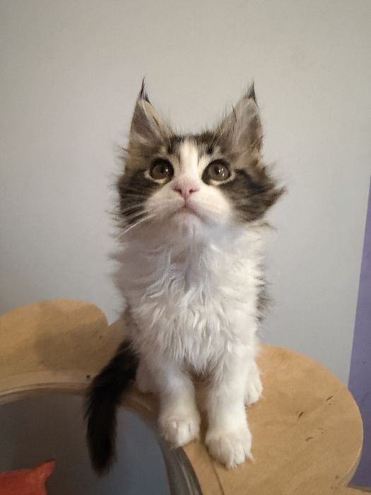 Дівчинка Мейн кун Львів