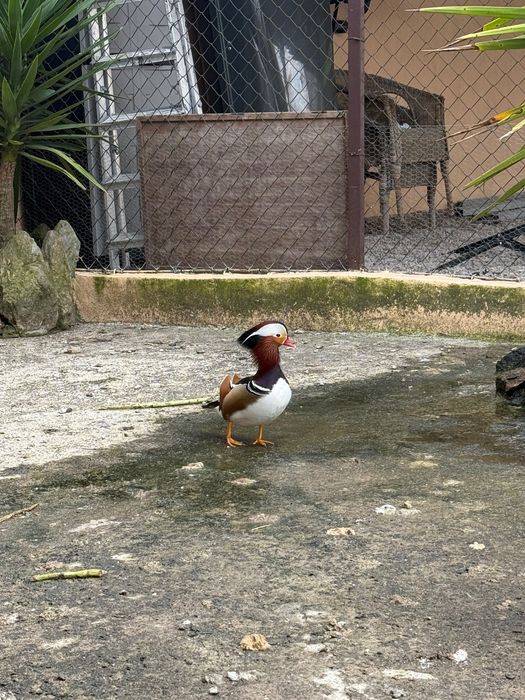 pato mandarim macho