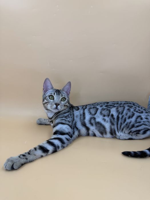 Девочка в серебряном окрасе