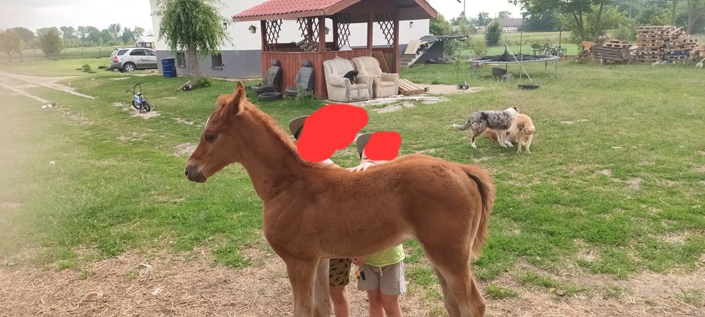 Odsadek klaczka OOAA