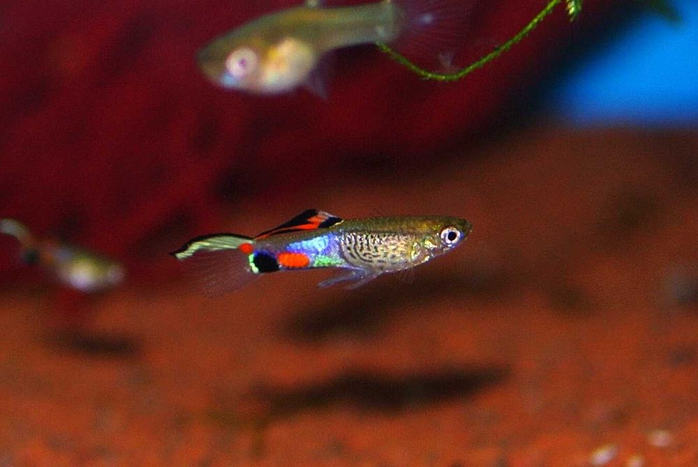 Poecilia Wingei Class N