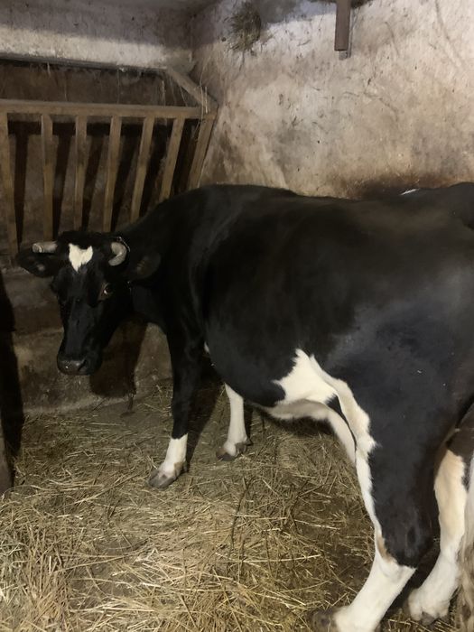 Продається корова.