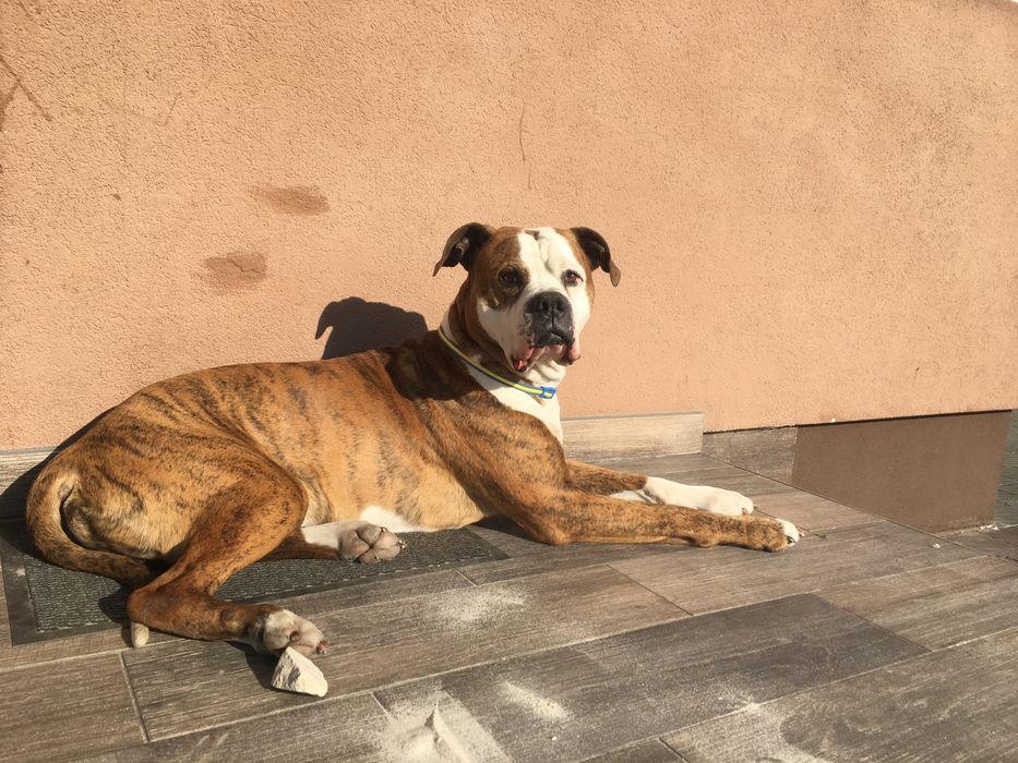 Американський бульдог Вязка