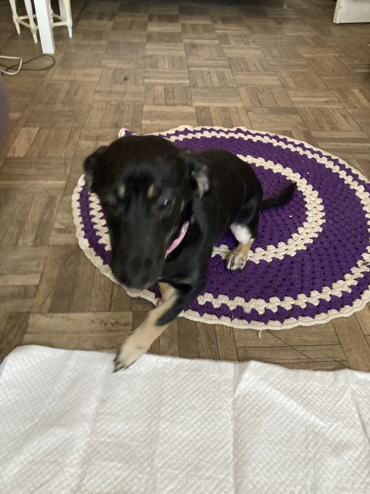 Прилаштовується собачка