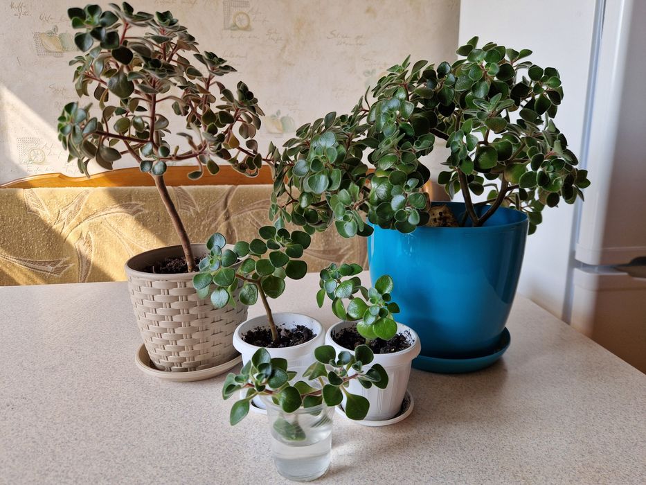 Аіхризон (дерево кохання)