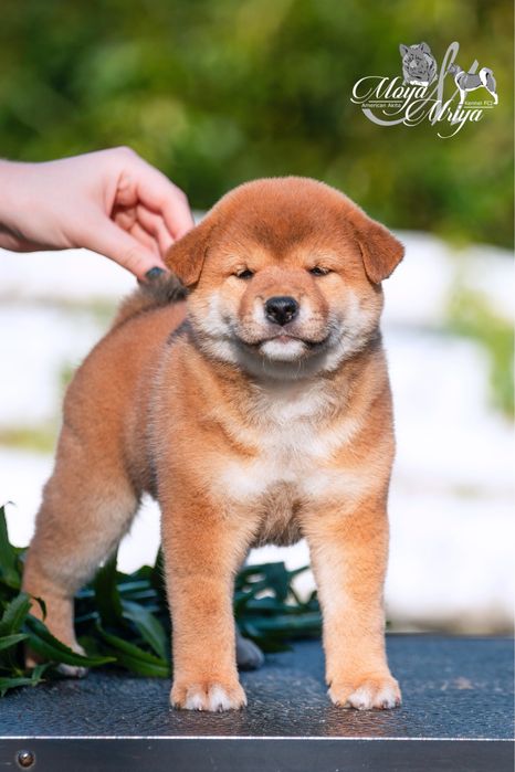 Шиба іну/ шиба ину/ сіба/ сиба/ shiba inu: 200 € Собаки Київ