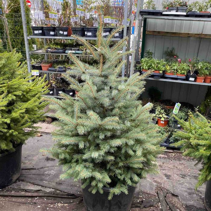 Елки, ялини, сосни живі в горщиках