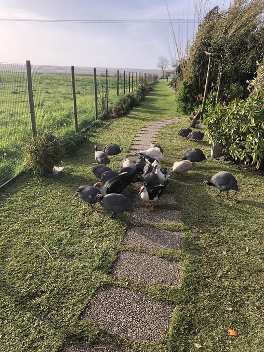 Ovos galinhas de angola fracas para chocar