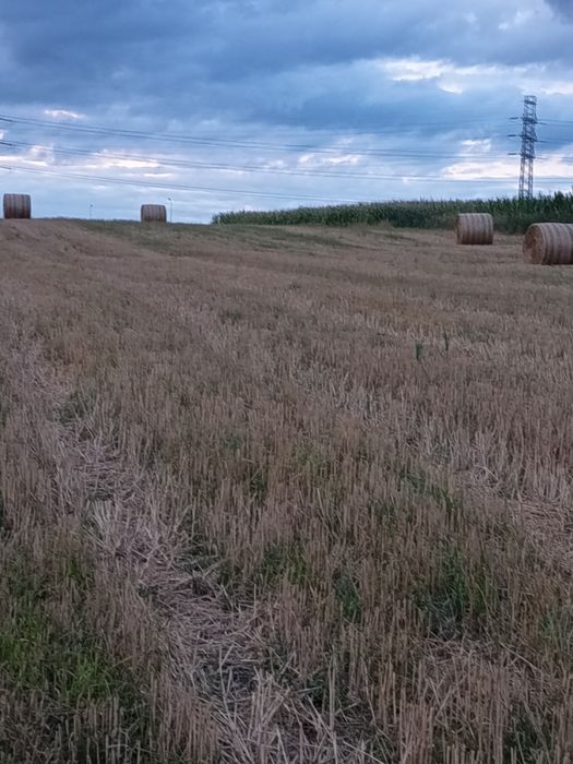 Przedam słomę w baloty 120