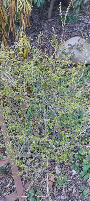 PIILNIE Rhododendron berberys pęcherzyca