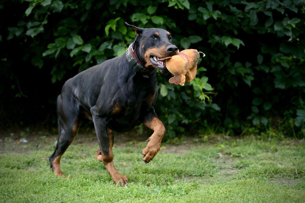 Już są-FCI DOBERMAN suczka zkwp