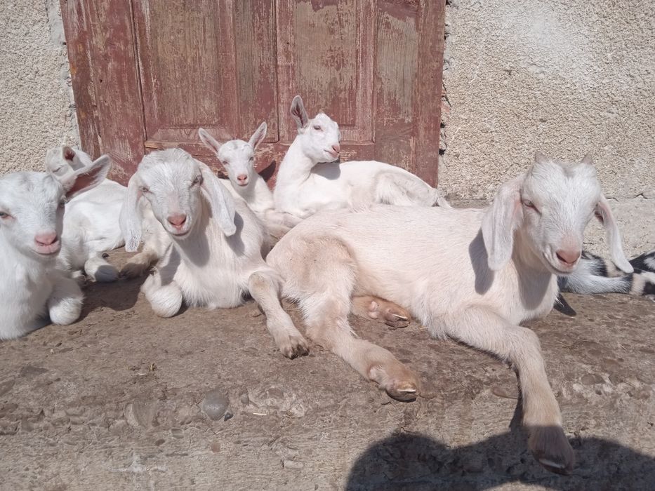 Породисті козинята (коза, цап, козочка, цапок)