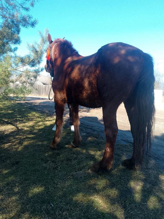 Продається кобила!