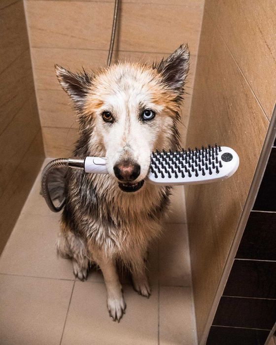 Ручной душ Hansgrohe DogShower, душ для собак, душевая лейка