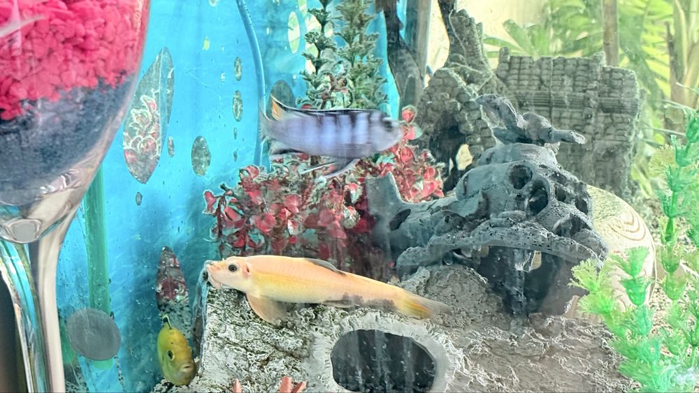 Aquario completo com peixes