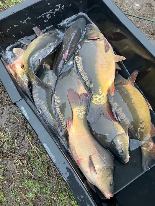 Karp wigilijny handlowy