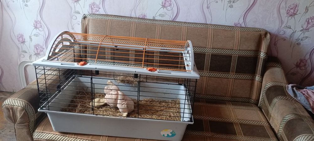 Клітка для гризунів