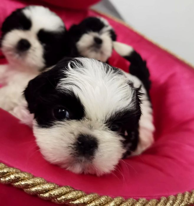 Shih Tzu ZKwP FCI z kompletem badań dodatkowych! Mini! Czarny!