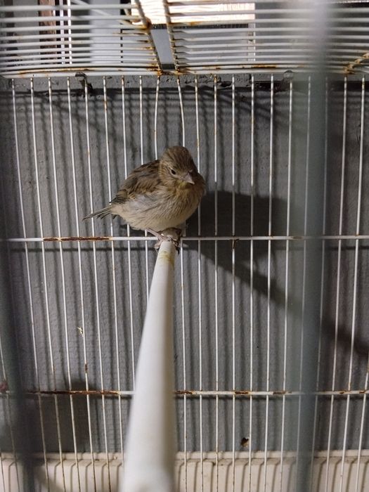 Mistura de Canário belga com canário goldster