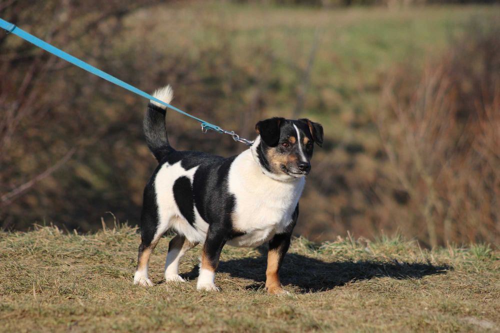 APART pies młody adopcja schronisko lękliwy