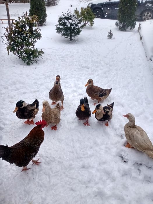 Sprzedam kaczki i kaczory