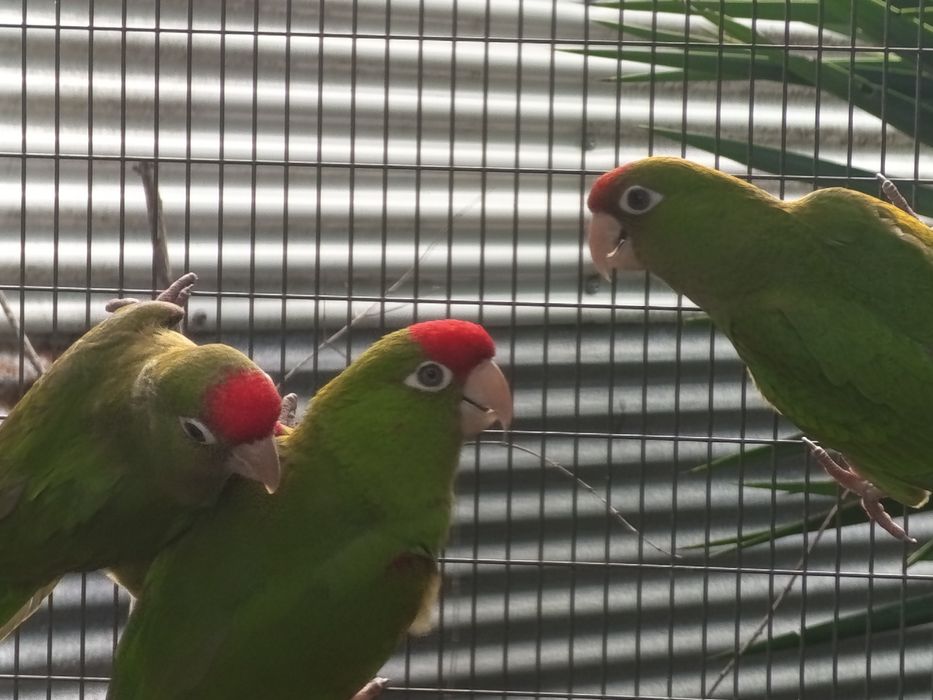 Casal de aratingas wagleri