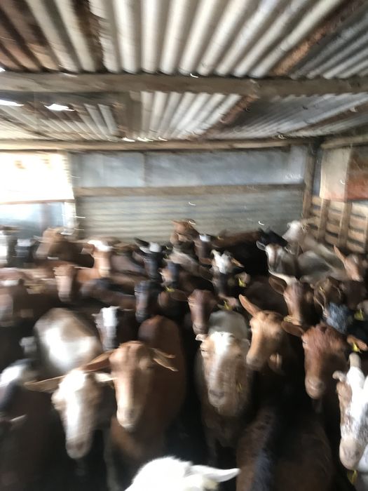 Vendo  ou troco  10  cabras com b4