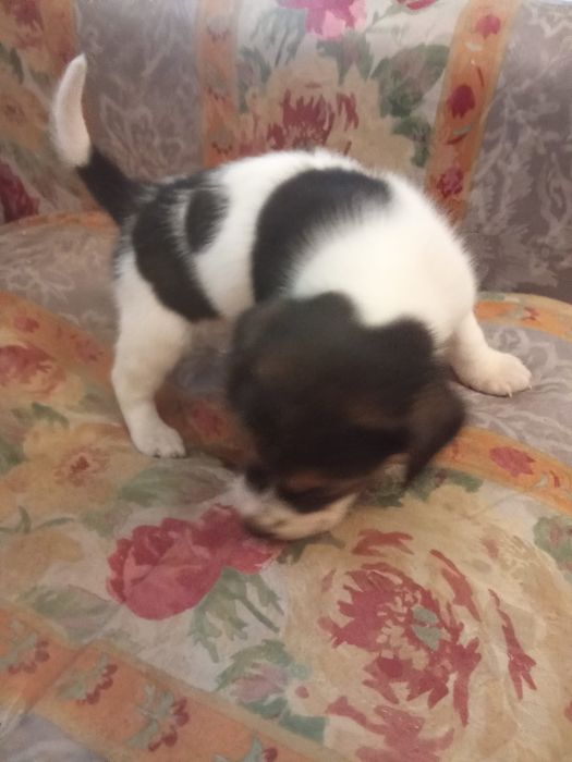 Beagle tricolor fêmea