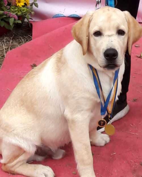 Вязка Лабрадор Ретривер.