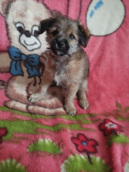 Щенки метисы йорка