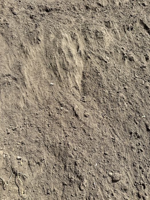 ZIEMIA HUMUS POD TRAWNIK do ogrodu bez zanieczyszczen ! Czysta ziemia