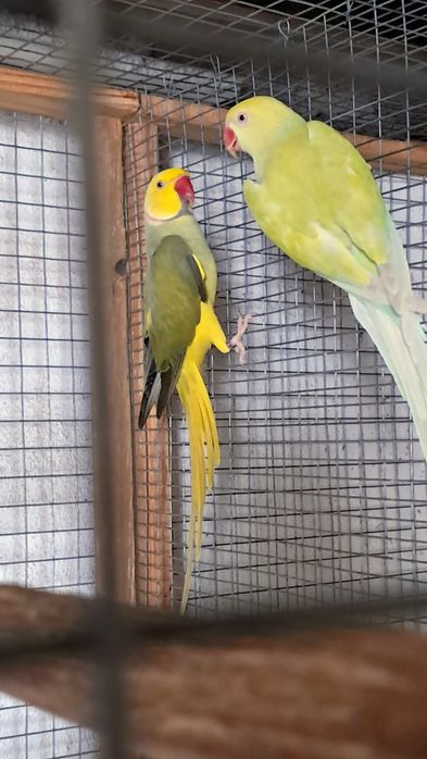 Casal de ring necks e periquitos australianos