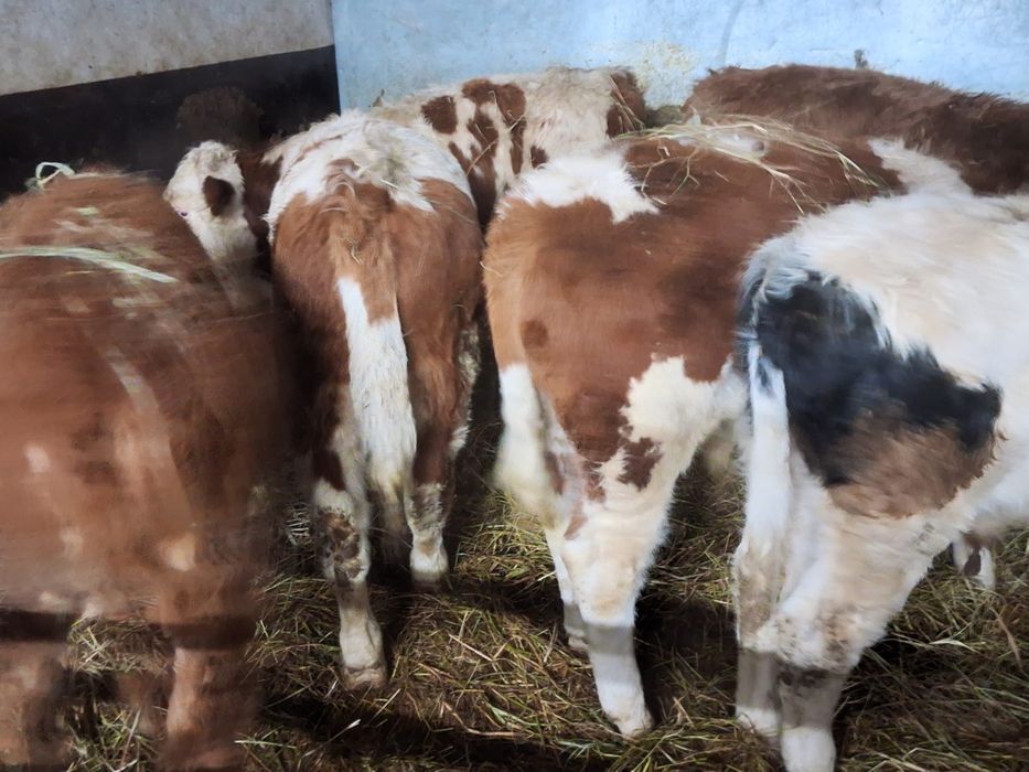 Byczki  żarłoki 180-220kg