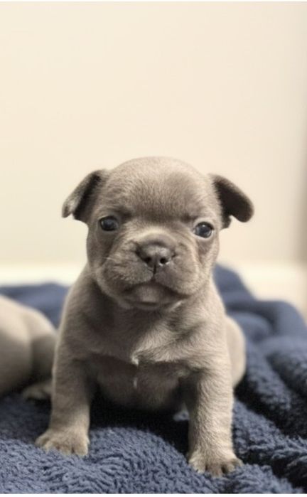 BULDOG FRANCUSKI – niebieski jasny !!!