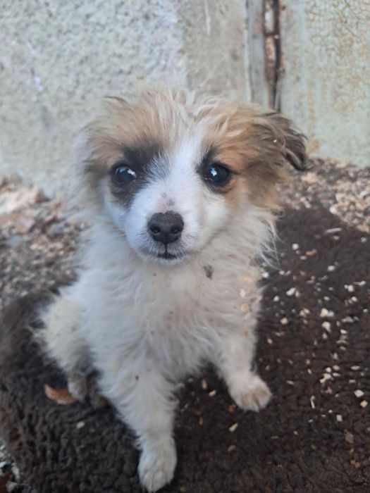 Собака, цуценя