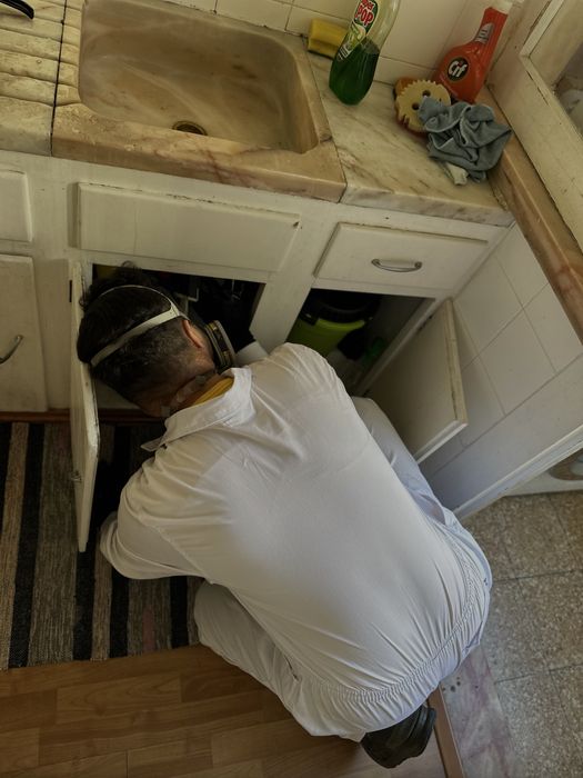 DESINFESTAÇÃO CONTROLO D EPRAGAS PERCEVEJOS BARATAS PULGAS TÉRMITAS