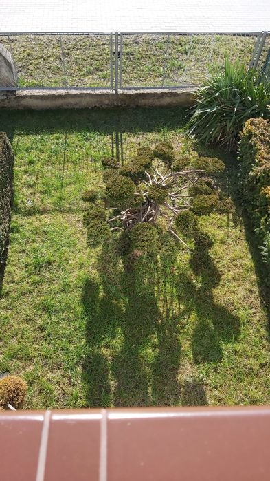 Iglak formowany na bonsai