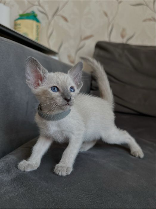 Ориентальная девочка