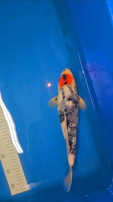 Carpa Koi - ISA - JUMBO TOSAI VHQ